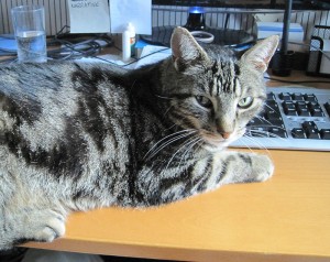 Merlin on Desk